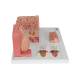 3B Scientific D17 MicroAnatomy Tongue Model - 3B Smart Anatomy