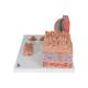3B Scientific D17 MicroAnatomy Tongue Model - 3B Smart Anatomy
