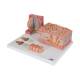3B Scientific D17 MicroAnatomy Tongue Model - 3B Smart Anatomy