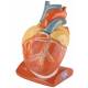 Giant Heart with Pericardium and Diaphragm
