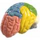Life-Size 2-Part Regional Brain