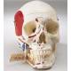 Premier Demonstration Skull - Painted and Labeled Muscle Attachments