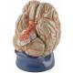 Deluxe Eight-Part Brain with Arteries Model