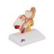 3B Scientific E12 Ear Model for Desktop - 1.5 Times Life-Size - 3B Smart Anatomy