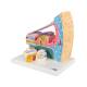 3B Scientific E14 Organ of Corti Model - 3B Smart Anatomy