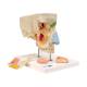3B Scientific E20 Nose Model with Paranasal Sinuses 5-Part - 3B Smart Anatomy