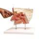 3B Scientific E20 Nose Model with Paranasal Sinuses 5-Part - 3B Smart Anatomy