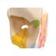 3B Scientific E20 Nose Model with Paranasal Sinuses 5-Part - 3B Smart Anatomy