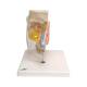 3B Scientific E20 Nose Model with Paranasal Sinuses 5-Part - 3B Smart Anatomy