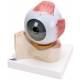 Eye Model on Bony Orbit Base 7-Part 5 Times Full-Size
