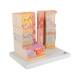 3B Scientific F16 MICROanatomy Eye Model - 3B Smart Anatomy