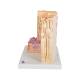 3B Scientific F16 MICROanatomy Eye Model - 3B Smart Anatomy