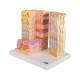 3B Scientific F16 MICROanatomy Eye Model - 3B Smart Anatomy