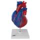 Magnetic Heart model - Life Sized (5 Parts)