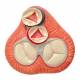 Heart Model - Natural Size