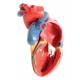 Heart Model - Natural Size