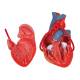 3B Scientific G05 Classic Heart Model with Bypass, 2-Part - 3B Smart Anatomy