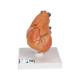 3B Scientific G08-1 Classic Heart Model with Thymus 3-Part - 3B Smart Anatomy