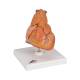 3B Scientific G08-1 Classic Heart Model with Thymus 3-Part - 3B Smart Anatomy