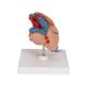 3B Scientific G08-1 Classic Heart Model with Thymus 3-Part - 3B Smart Anatomy