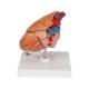 3B Scientific G08-1 Classic Heart Model with Thymus 3-Part - 3B Smart Anatomy