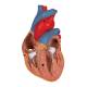 3B Scientific G08-1 Classic Heart Model with Thymus 3-Part - 3B Smart Anatomy