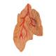 3B Scientific G08-1 Classic Heart Model with Thymus 3-Part - 3B Smart Anatomy