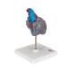 3B Scientific G08-3 Classic Heart Model with Conducting System 2-Part - 3B Smart Anatomy