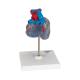 3B Scientific G08-3 Classic Heart Model with Conducting System 2-Part - 3B Smart Anatomy