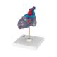 3B Scientific G08-3 Classic Heart Model with Conducting System 2-Part - 3B Smart Anatomy