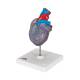 3B Scientific G08-3 Classic Heart Model with Conducting System 2-Part - 3B Smart Anatomy