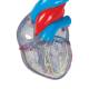 3B Scientific G08-3 Classic Heart Model with Conducting System 2-Part - 3B Smart Anatomy