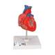 3B Scientific G08 Classic Heart Model 2-Part - 3B Smart Anatomy