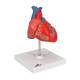 3B Scientific G08 Classic Heart Model 2-Part - 3B Smart Anatomy