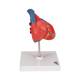 3B Scientific G08 Classic Heart Model 2-Part - 3B Smart Anatomy