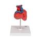 3B Scientific G08 Classic Heart Model 2-Part - 3B Smart Anatomy