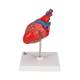 3B Scientific G08 Classic Heart Model 2-Part - 3B Smart Anatomy
