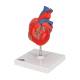 3B Scientific G08 Classic Heart Model 2-Part - 3B Smart Anatomy