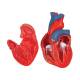 3B Scientific G08 Classic Heart Model 2-Part - 3B Smart Anatomy
