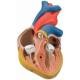 Classic Heart Model 2-Part