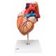 Heart Model with Esophagus and Trachea 2 Times Life-Size 5-Part