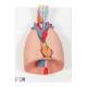 3B Scientific G15 Lung Model with Larynx 7-Part - 3B Smart Anatomy