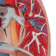 3B Scientific G15 Lung Model with Larynx 7-Part - 3B Smart Anatomy