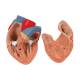 3B Scientific G15 Lung Model with Larynx 7-Part - 3B Smart Anatomy