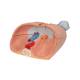 3B Scientific G15 Lung Model with Larynx 7-Part - 3B Smart Anatomy