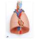 Lung Model with Larynx 7-Part