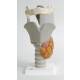 Functional Larynx Model 2.5 Times Full-Size