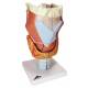 Larynx Model 2 Times Full-Size 7-Part