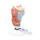3B Scientific G22 Larynx Model 2-Part - 3B Smart Anatomy