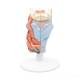 3B Scientific G22 Larynx Model 2-Part - 3B Smart Anatomy